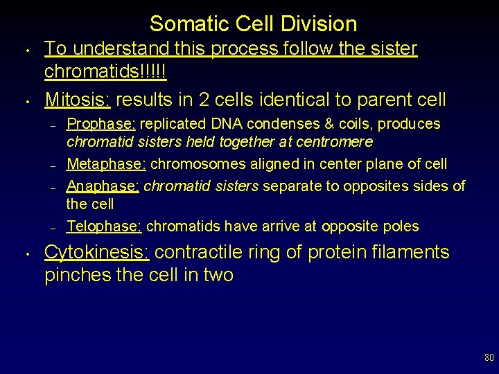 Somatic Cell Division • • To understand this process follow the sister chromatids!!!!! Mitosis: