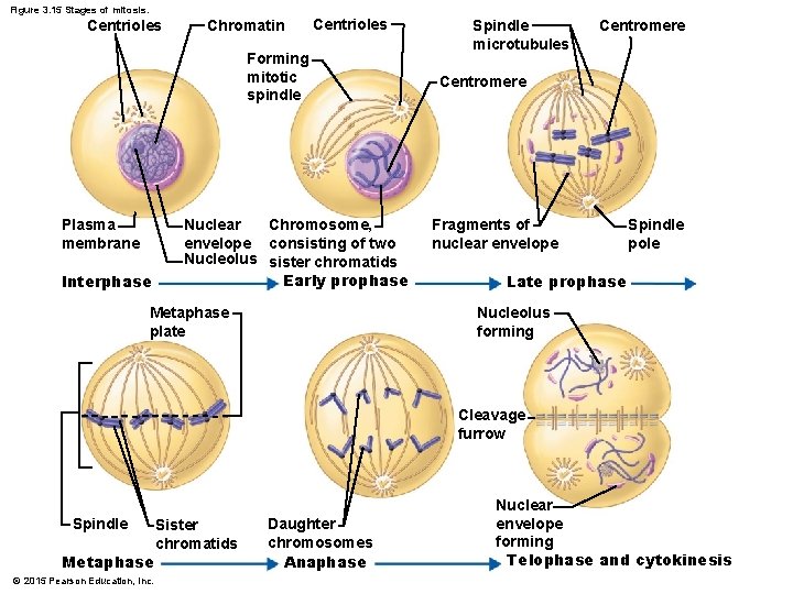 Figure 3. 15 Stages of mitosis. Centrioles Chromatin Centrioles Forming mitotic spindle Plasma membrane