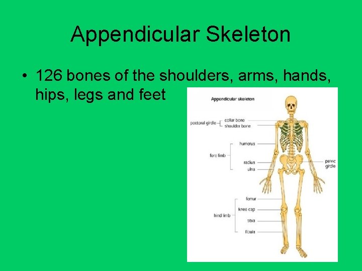 Appendicular Skeleton • 126 bones of the shoulders, arms, hands, hips, legs and feet