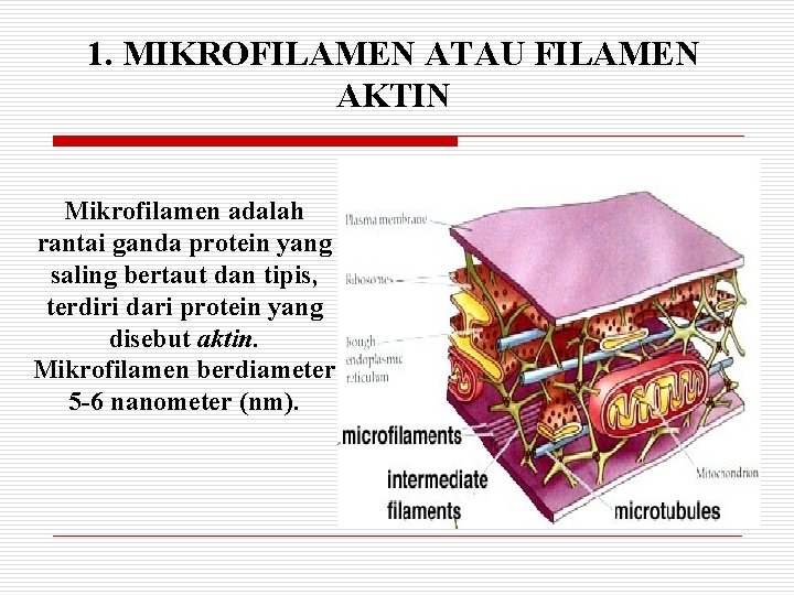 1. MIKROFILAMEN ATAU FILAMEN AKTIN Mikrofilamen adalah rantai ganda protein yang saling bertaut dan