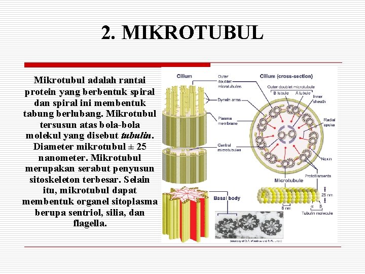 2. MIKROTUBUL Mikrotubul adalah rantai protein yang berbentuk spiral dan spiral ini membentuk tabung