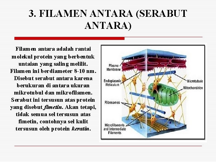 3. FILAMEN ANTARA (SERABUT ANTARA) Filamen antara adalah rantai molekul protein yang berbentuk untaian