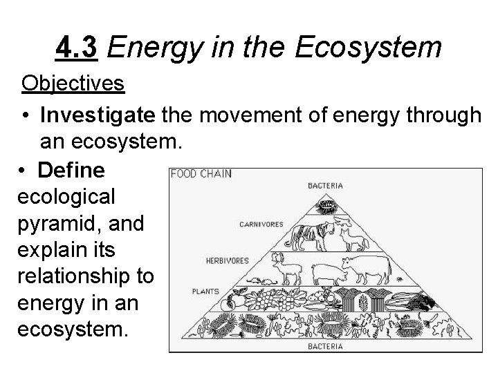 4. 3 Energy in the Ecosystem Objectives • Investigate the movement of energy through