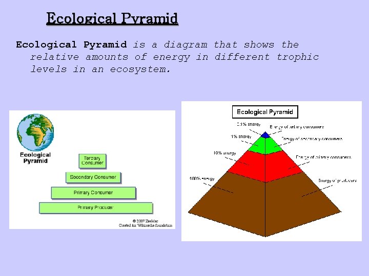 Ecological Pyramid is a diagram that shows the relative amounts of energy in different