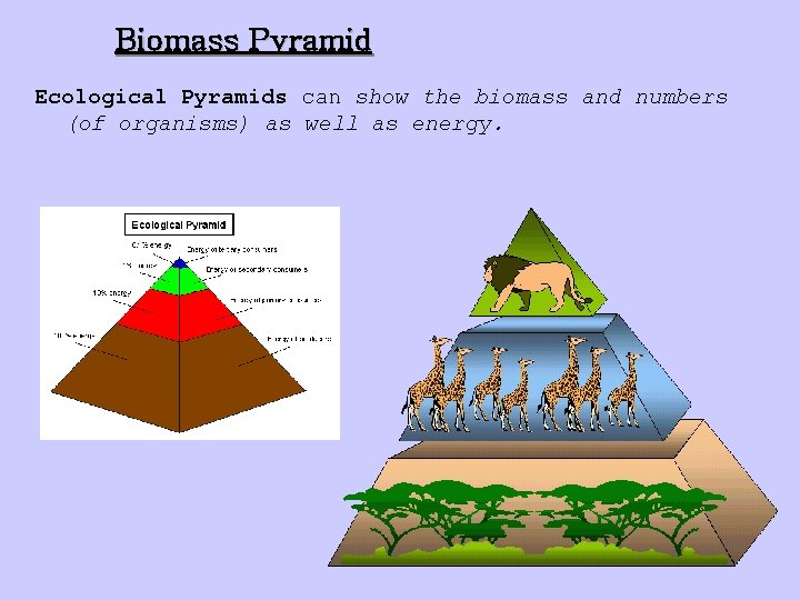 Biomass Pyramid Ecological Pyramids can show the biomass and numbers (of organisms) as well