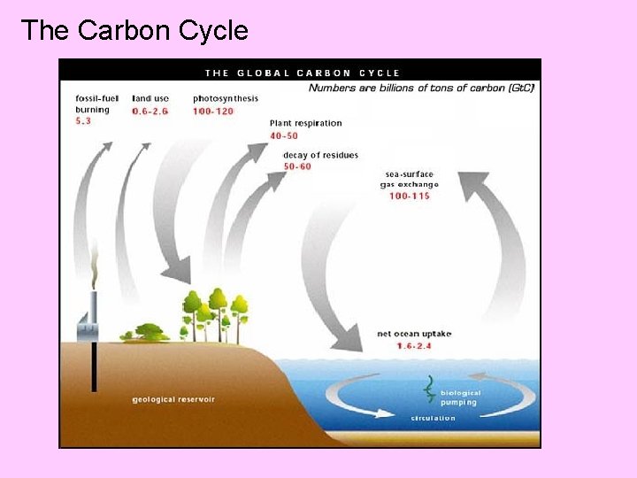 The Carbon Cycle 