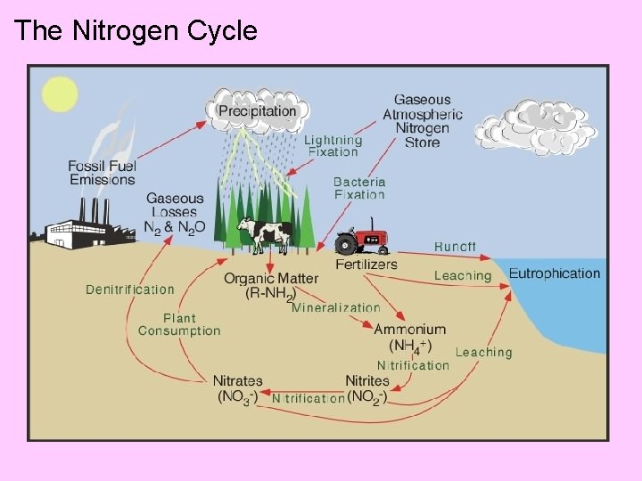 The Nitrogen Cycle 