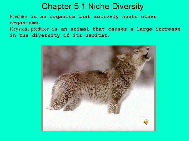 Chapter 5. 1 Niche Diversity Predator is an organism that actively hunts other organisms.