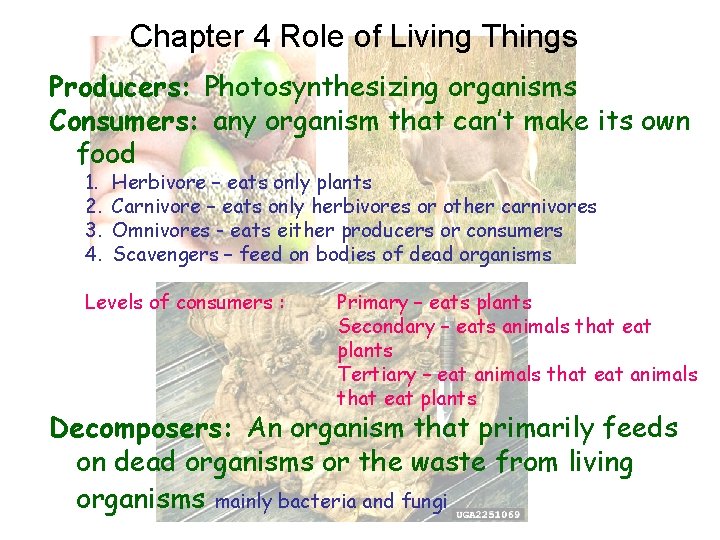 Chapter 4 Role of Living Things Producers: Photosynthesizing organisms Consumers: any organism that can’t