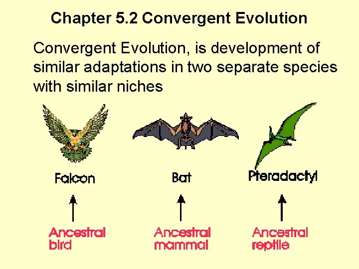 Chapter 5. 2 Convergent Evolution, is development of similar adaptations in two separate species