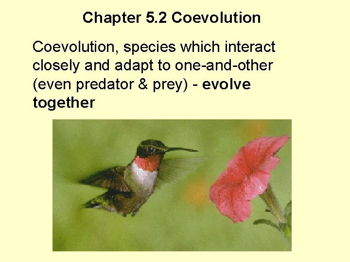 Chapter 5. 2 Coevolution, species which interact closely and adapt to one-and-other (even predator