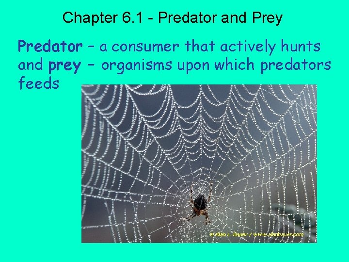 Chapter 6. 1 - Predator and Prey Predator – a consumer that actively hunts