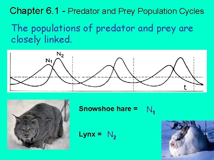 Chapter 6. 1 - Predator and Prey Population Cycles The populations of predator and