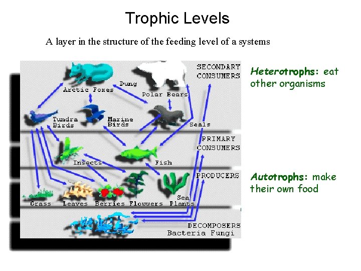 Trophic Levels A layer in the structure of the feeding level of a systems