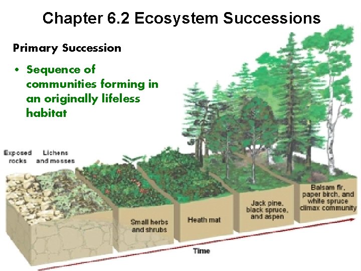 Chapter 6. 2 Ecosystem Successions Primary Succession • Sequence of communities forming in an