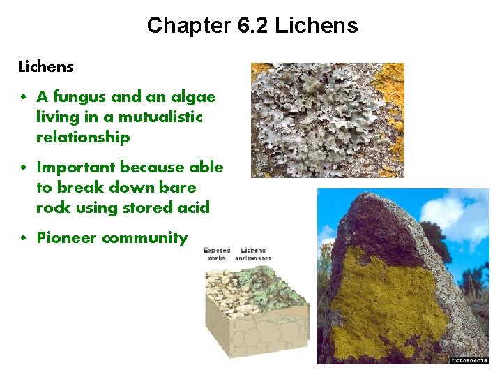 Chapter 6. 2 Lichens • A fungus and an algae living in a mutualistic