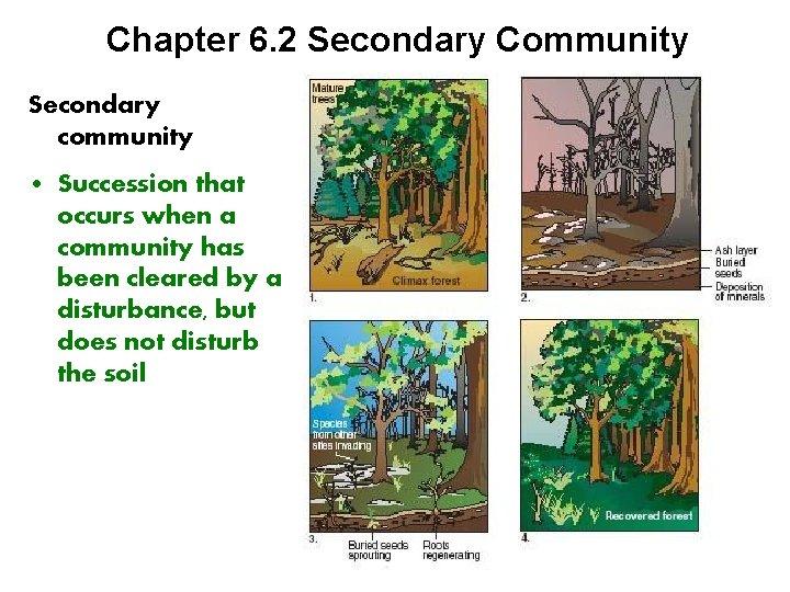 Chapter 6. 2 Secondary Community Secondary community • Succession that occurs when a community