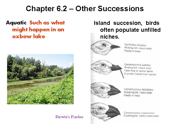 Chapter 6. 2 – Other Successions Aquatic Such as what might happen in an