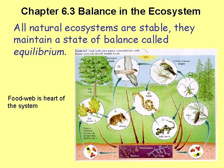 Chapter 6. 3 Balance in the Ecosystem All natural ecosystems are stable, they maintain