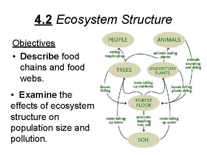 4. 2 Ecosystem Structure Objectives • Describe food chains and food webs. • Examine