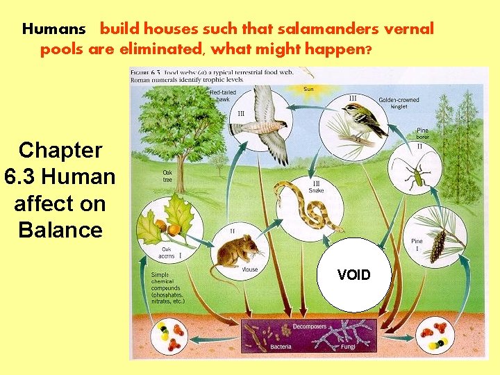 Humans build houses such that salamanders vernal pools are eliminated, what might happen? Chapter