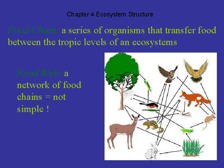 Chapter 4 Ecosystem Structure Food Chain: a series of organisms that transfer food between
