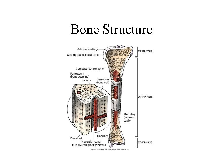 Bone Structure 