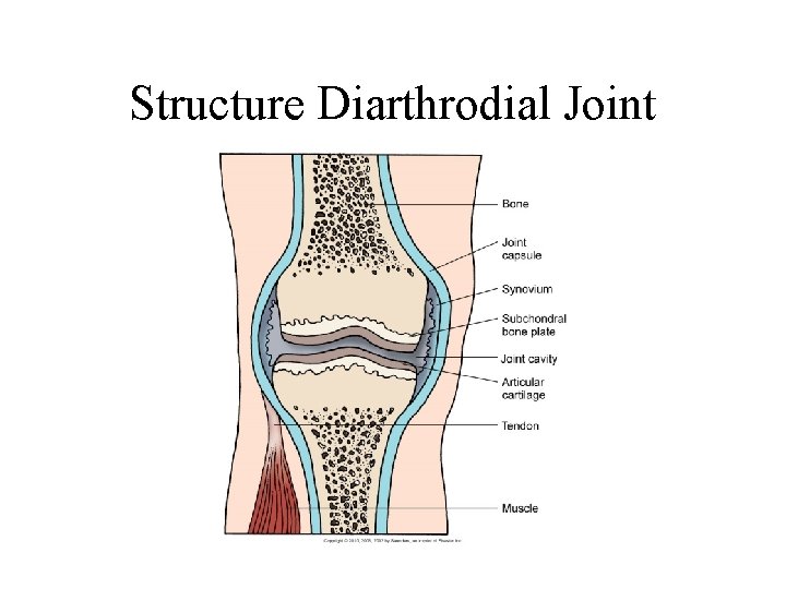 Structure Diarthrodial Joint 