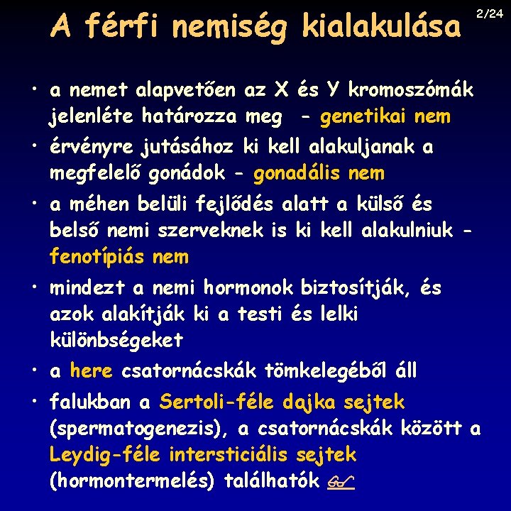 A férfi nemiség kialakulása 2/24 • a nemet alapvetően az X és Y kromoszómák