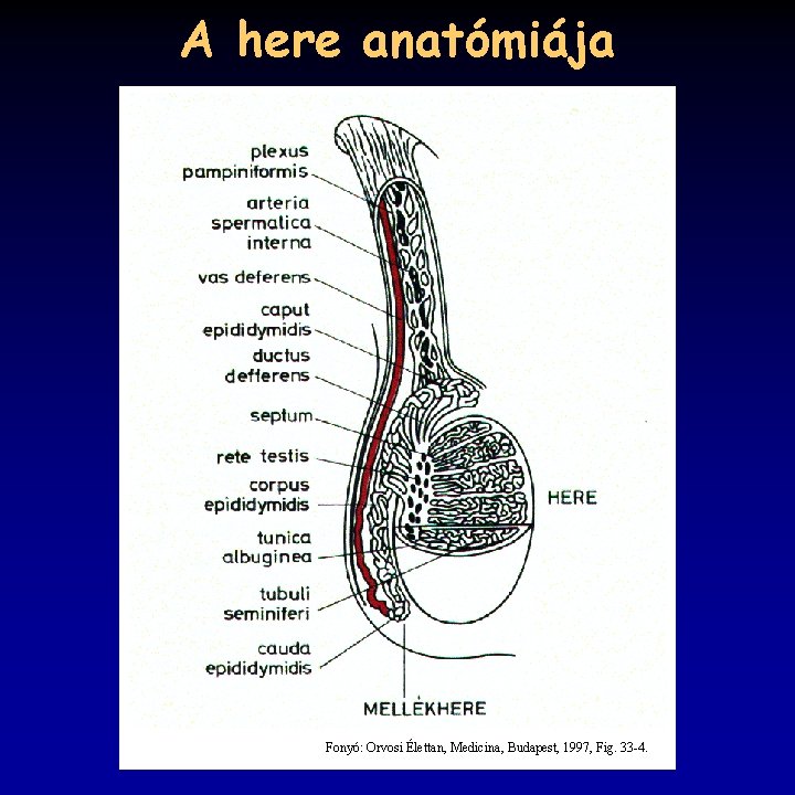 A here anatómiája Fonyó: Orvosi Élettan, Medicina, Budapest, 1997, Fig. 33 -4. 