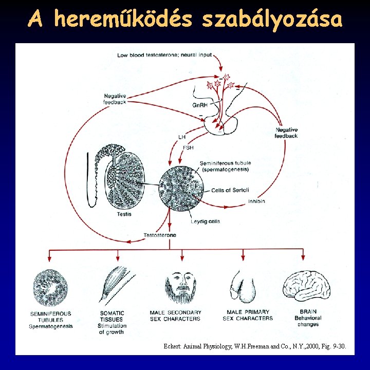 A hereműködés szabályozása Eckert: Animal Physiology, W. H. Freeman and Co. , N. Y.