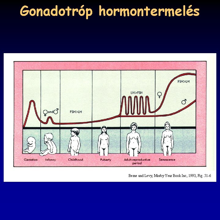 Gonadotróp hormontermelés Berne and Levy, Mosby Year Book Inc, 1993, Fig. 51 -6 