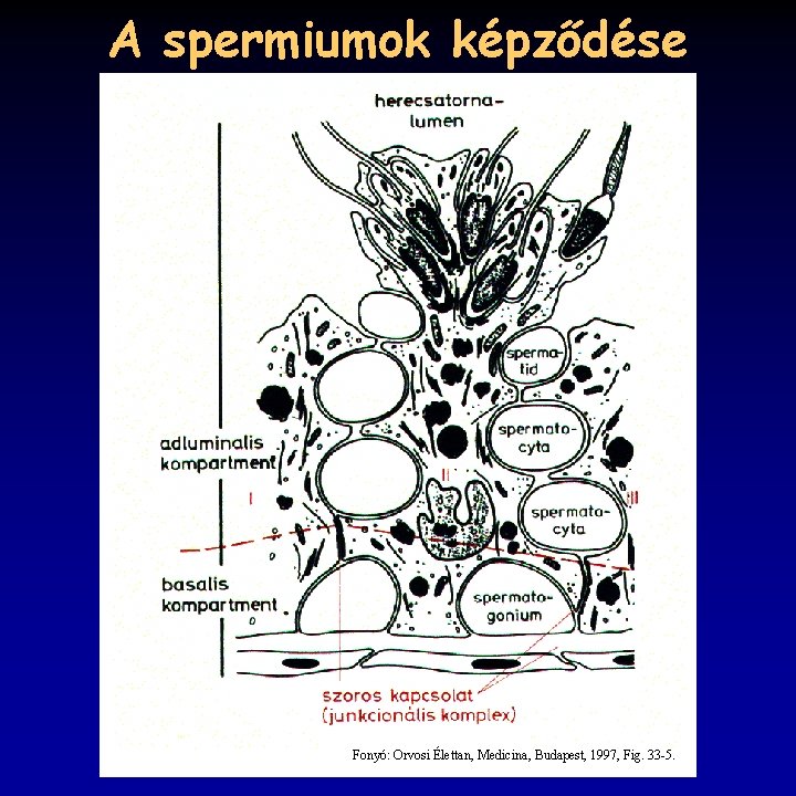 A spermiumok képződése Fonyó: Orvosi Élettan, Medicina, Budapest, 1997, Fig. 33 -5. 