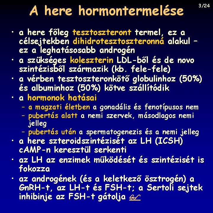 A here hormontermelése 3/24 • a here főleg tesztoszteront termel, ez a célsejtekben dihidrotesztoszteronná