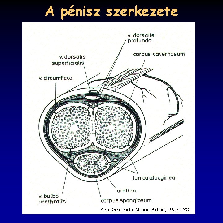 A pénisz szerkezete Fonyó: Orvosi Élettan, Medicina, Budapest, 1997, Fig. 33 -8. 