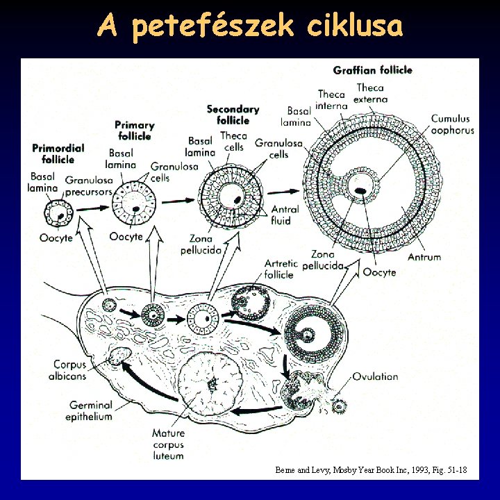 A petefészek ciklusa Berne and Levy, Mosby Year Book Inc, 1993, Fig. 51 -18