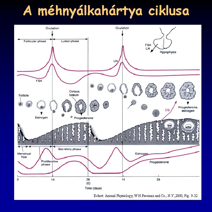 A méhnyálkahártya ciklusa Eckert: Animal Physiology, W. H. Freeman and Co. , N. Y.