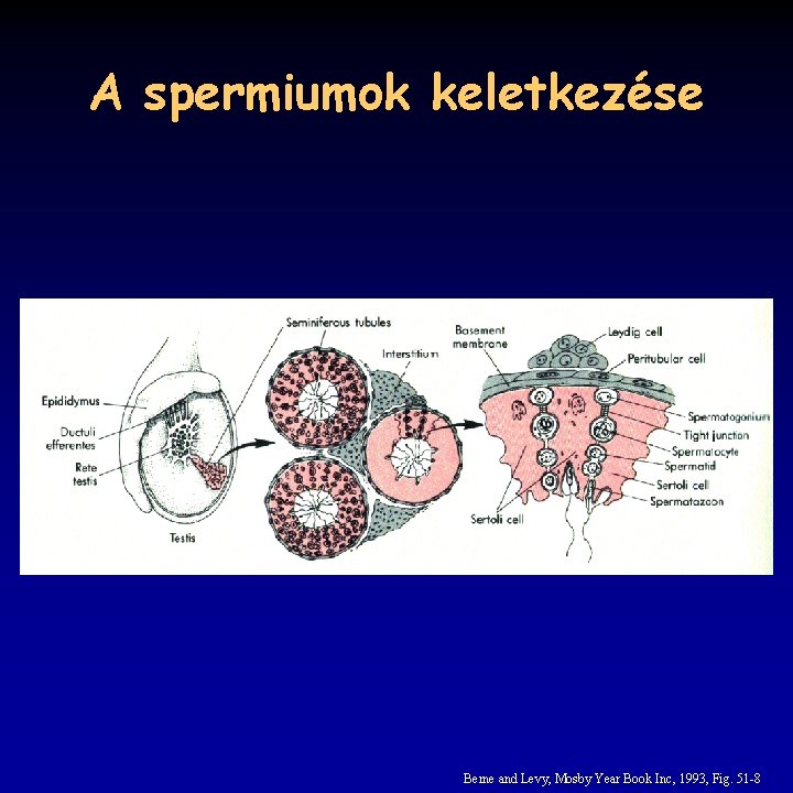 A spermiumok keletkezése Berne and Levy, Mosby Year Book Inc, 1993, Fig. 51 -8