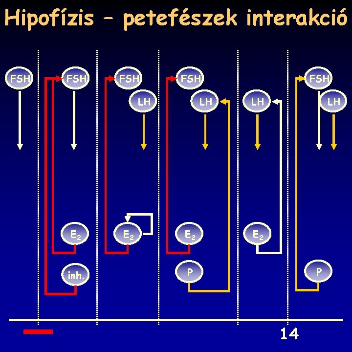 Hipofízis – petefészek interakció FSH FSH LH E 2 inh. E 2 LH E
