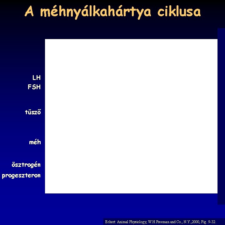 A méhnyálkahártya ciklusa LH FSH tüsző méh ösztrogén progeszteron Eckert: Animal Physiology, W. H.