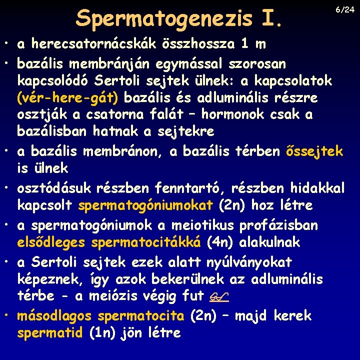 Spermatogenezis I. 6/24 • a herecsatornácskák összhossza 1 m • bazális membránján egymással szorosan