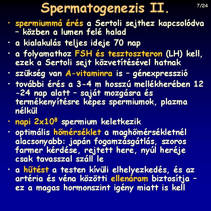 Spermatogenezis II. 7/24 • spermiummá érés a Sertoli sejthez kapcsolódva – közben a lumen