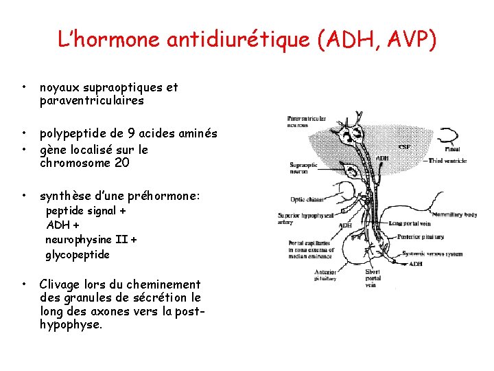 L’hormone antidiurétique (ADH, AVP) • noyaux supraoptiques et paraventriculaires • • polypeptide de 9