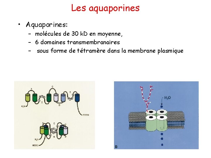 Les aquaporines • Aquaporines: – molécules de 30 k. D en moyenne, – 6