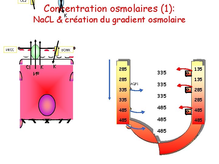 Concentration osmolaires (1): K Na. CL & création du gradient osmolaire NKCC ROMK Cl