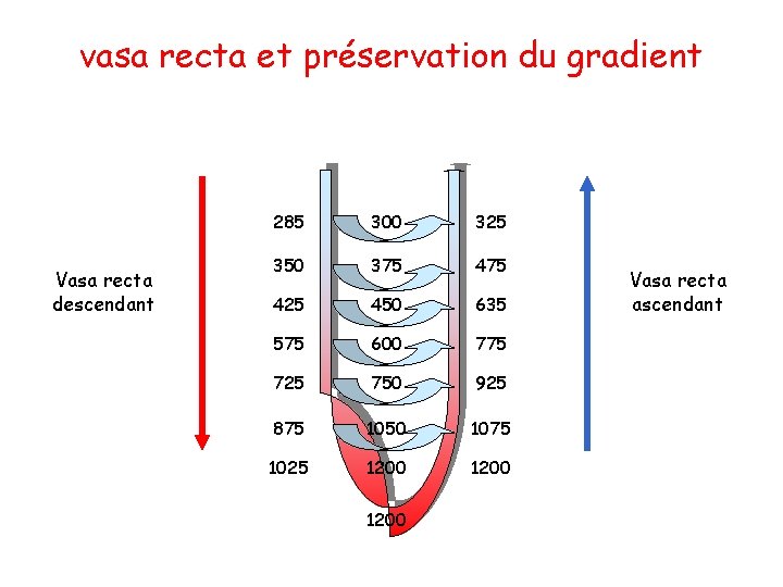 vasa recta et préservation du gradient Vasa recta descendant 285 300 325 350 375