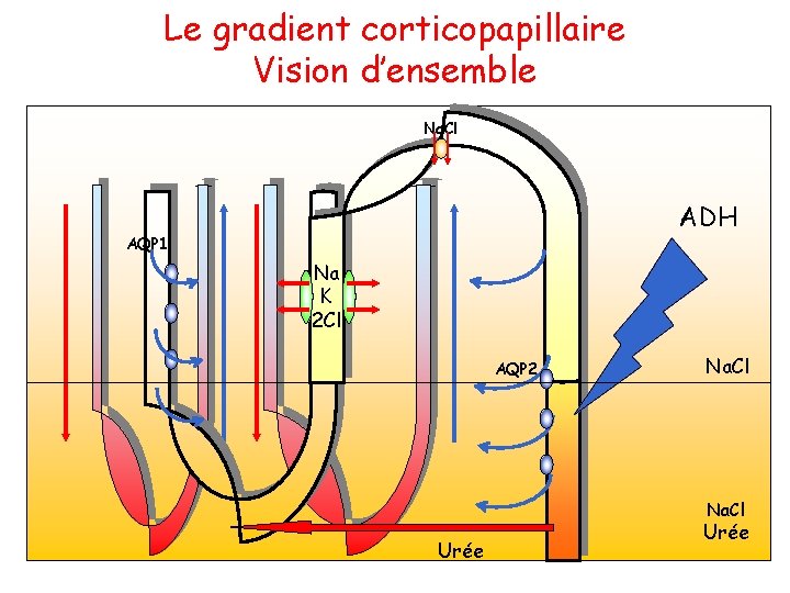 Le gradient corticopapillaire Vision d’ensemble Na. Cl ADH AQP 1 Na K 2 Cl