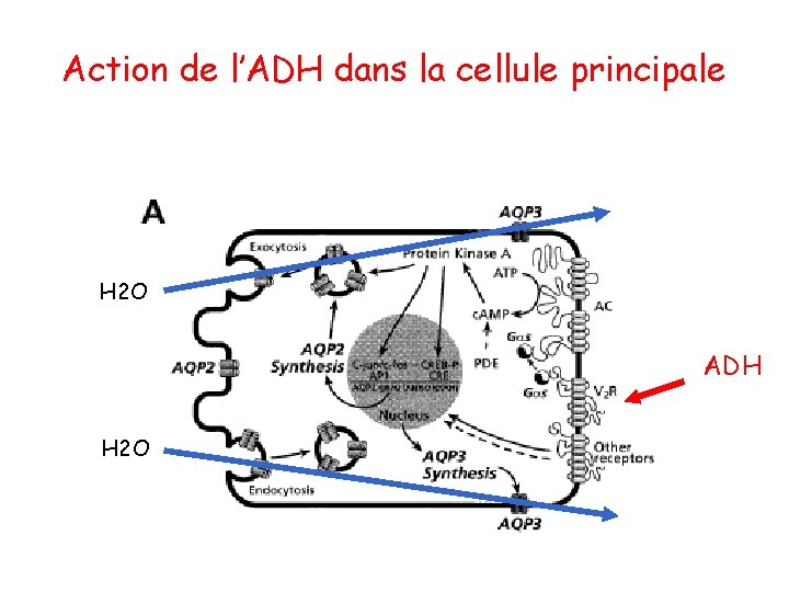 Action de l’ADH dans la cellule principale H 2 O ADH H 2 O