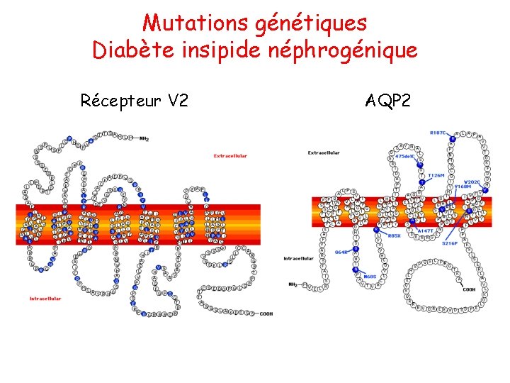 Mutations génétiques Diabète insipide néphrogénique Récepteur V 2 AQP 2 