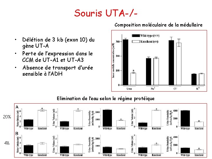 Souris UTA-/Composition moléculaire de la médullaire • • • Délétion de 3 kb (exon